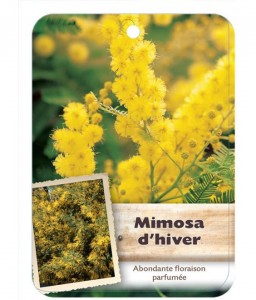 ACACIA DEALBATA voir Mimosa d’hiver