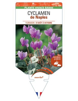 CYCLAMEN de Naples