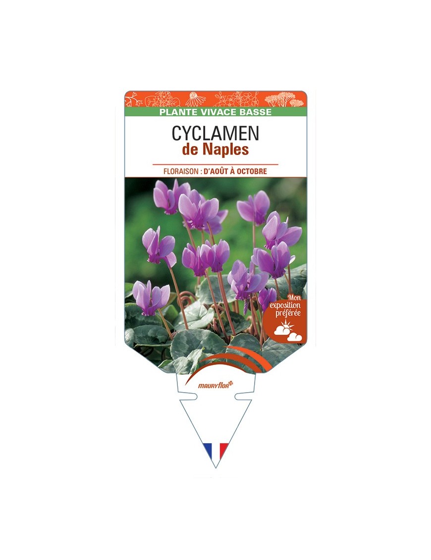 CYCLAMEN de Naples