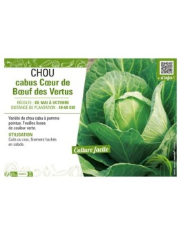 CHOU CABUS CŒUR DE BŒUF DES VERTUS