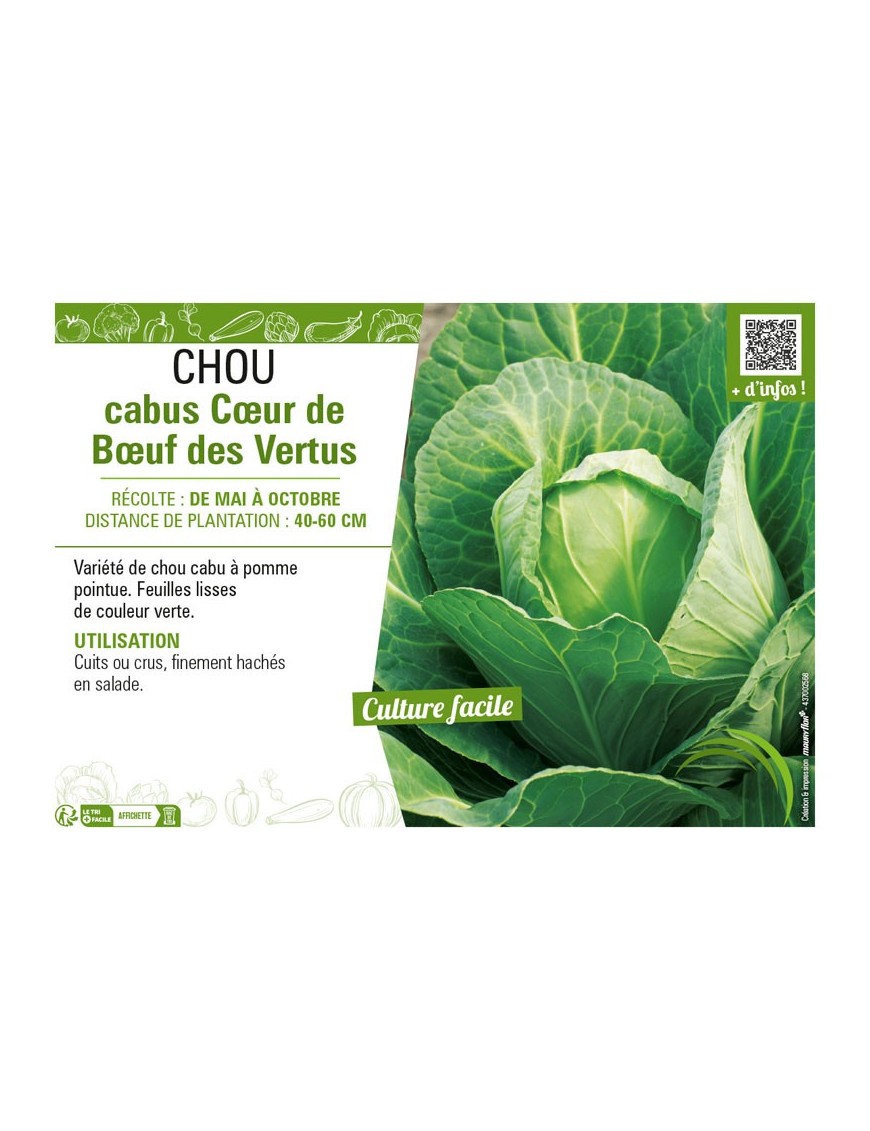 CHOU CABUS CŒUR DE BŒUF DES VERTUS