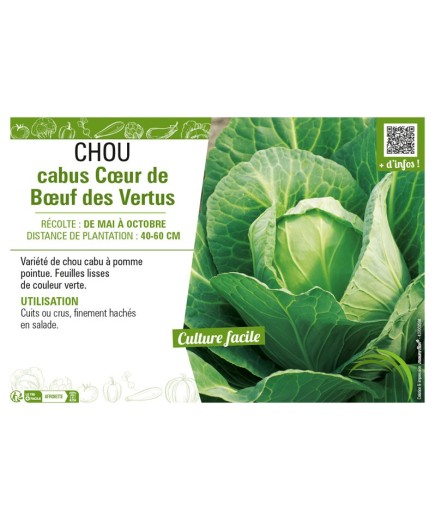 CHOU CABUS CŒUR DE BŒUF DES VERTUS