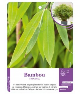 Bambou FARGESIA