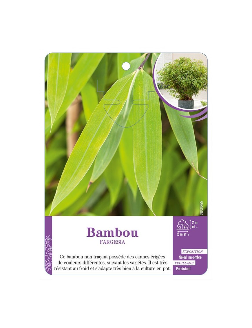 Bambou FARGESIA