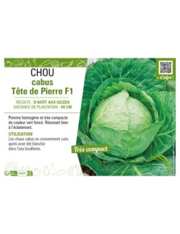 CHOU CABUS TÊTE DE PIERRE F1