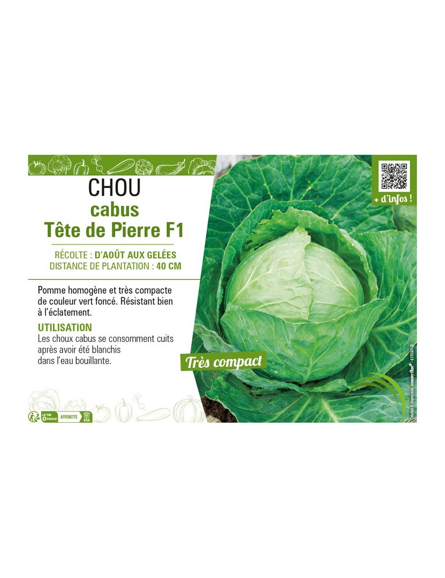 CHOU CABUS TÊTE DE PIERRE F1