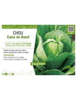 CHOU CŒUR DE BŒUF