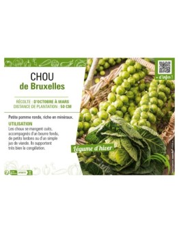 CHOU DE BRUXELLES