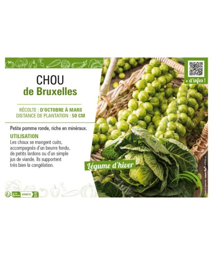 CHOU DE BRUXELLES
