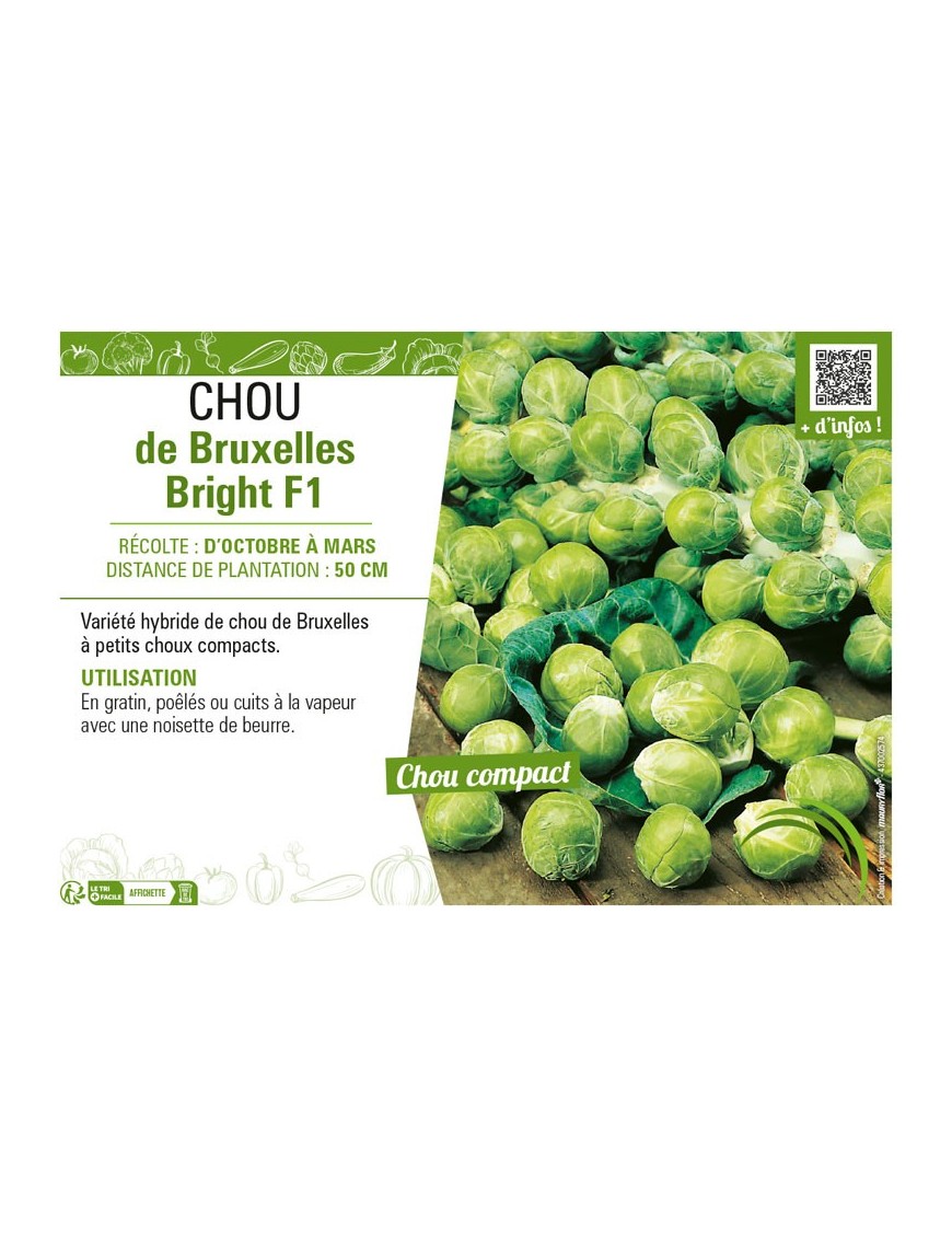 CHOU DE BRUXELLES BRIGHT F1