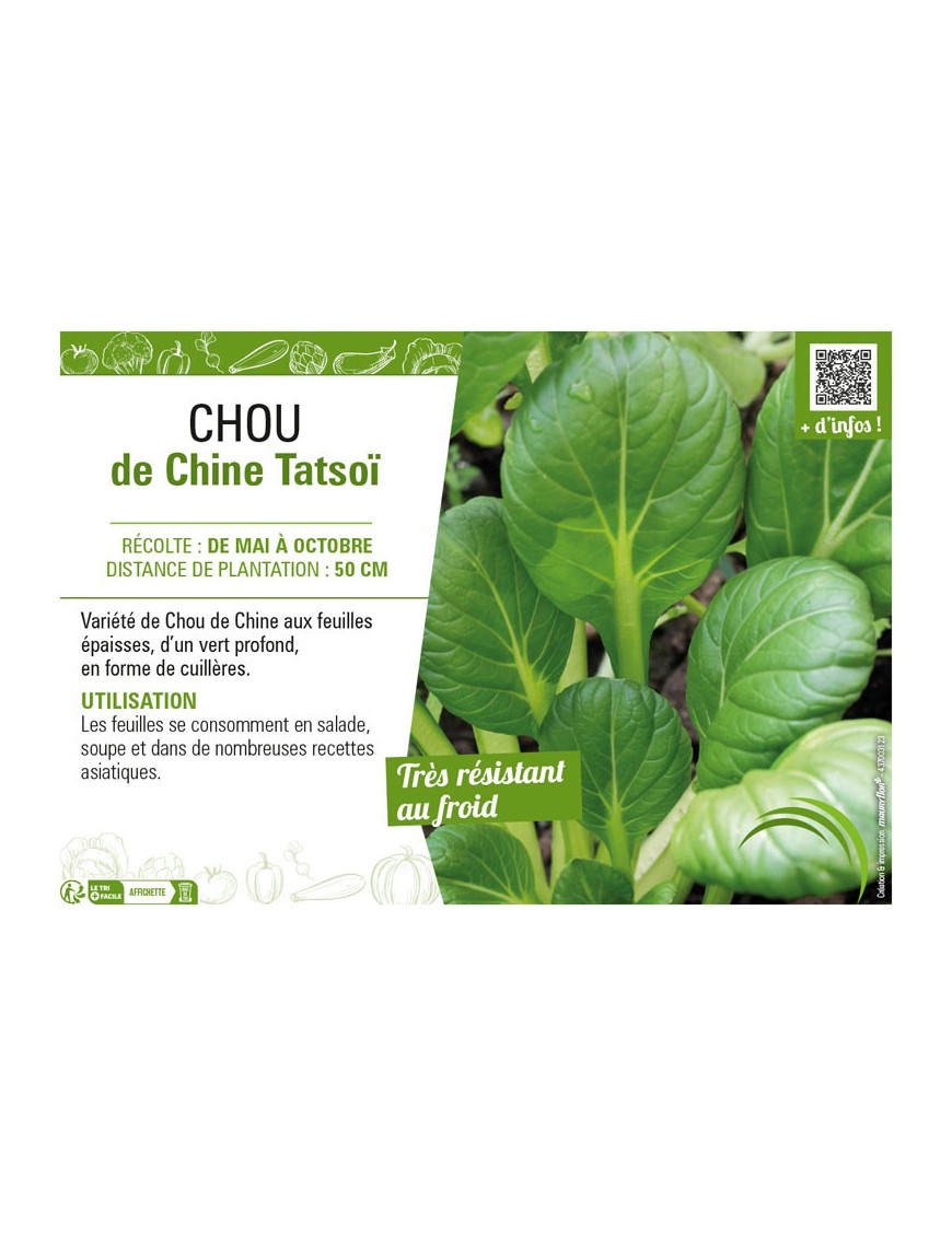 CHOU DE CHINE TATSOÏ