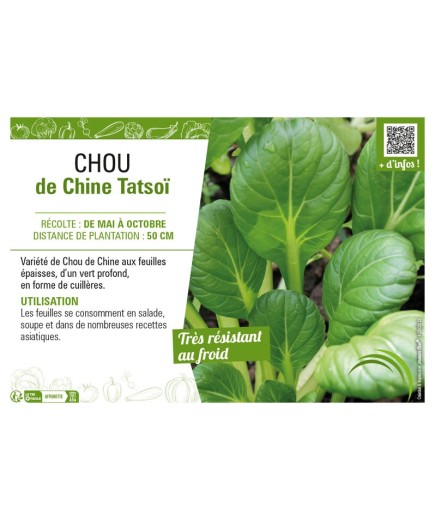 CHOU DE CHINE TATSOÏ
