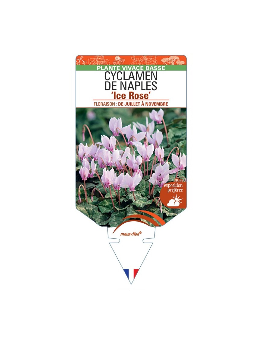 CYCLAMEN DE NAPLES Ice Rose