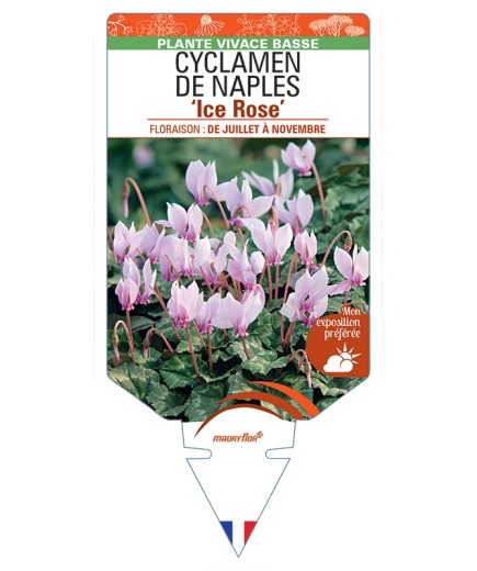 CYCLAMEN DE NAPLES Ice Rose