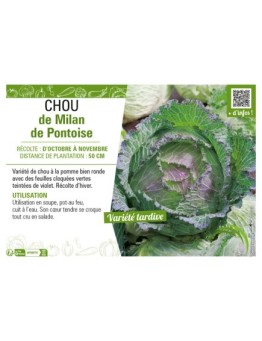 CHOU DE MILAN DE PONTOISE