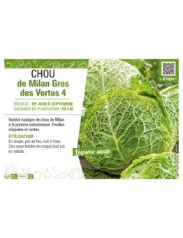 CHOU DE MILAN GROS DES VERTUS 4