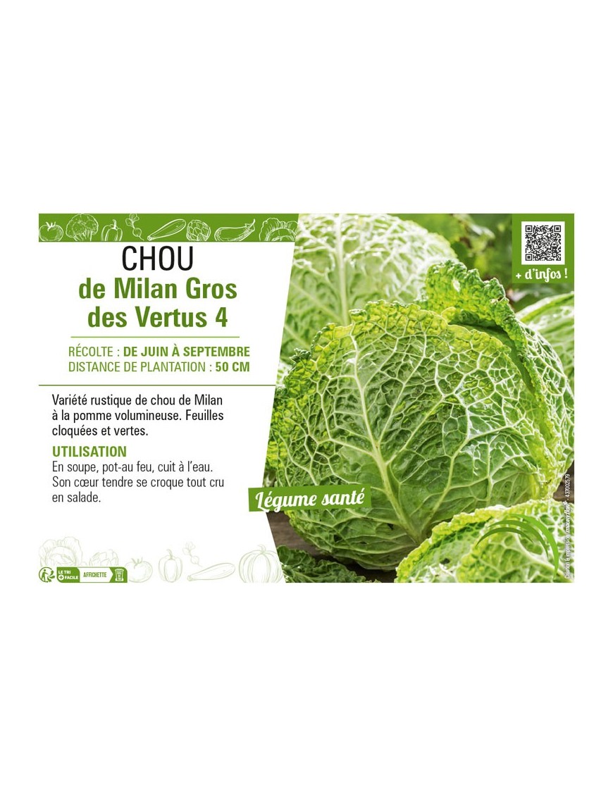 CHOU DE MILAN GROS DES VERTUS 4