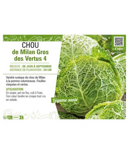 CHOU DE MILAN GROS DES VERTUS 4