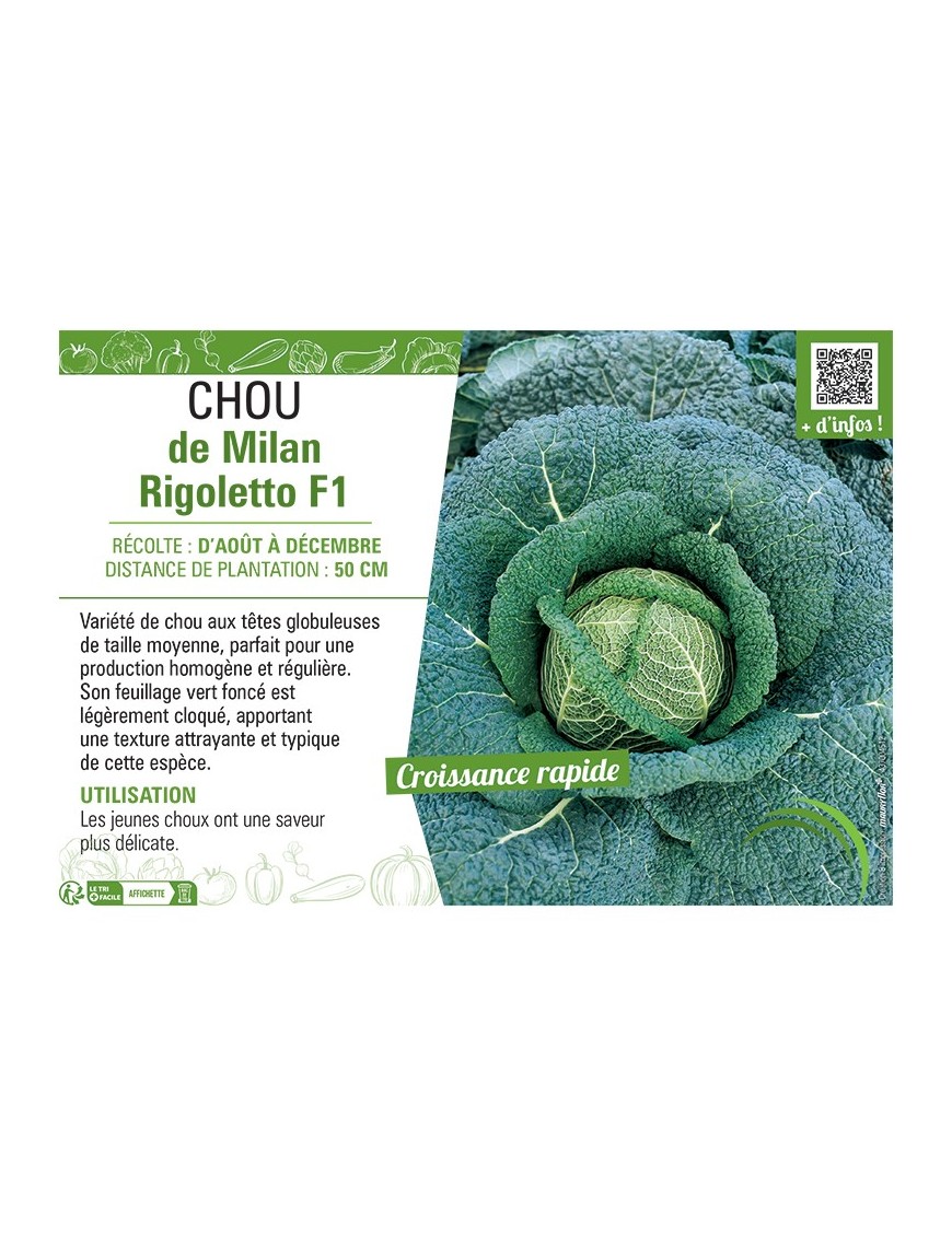 CHOU DE MILAN RIGOLETTO F1