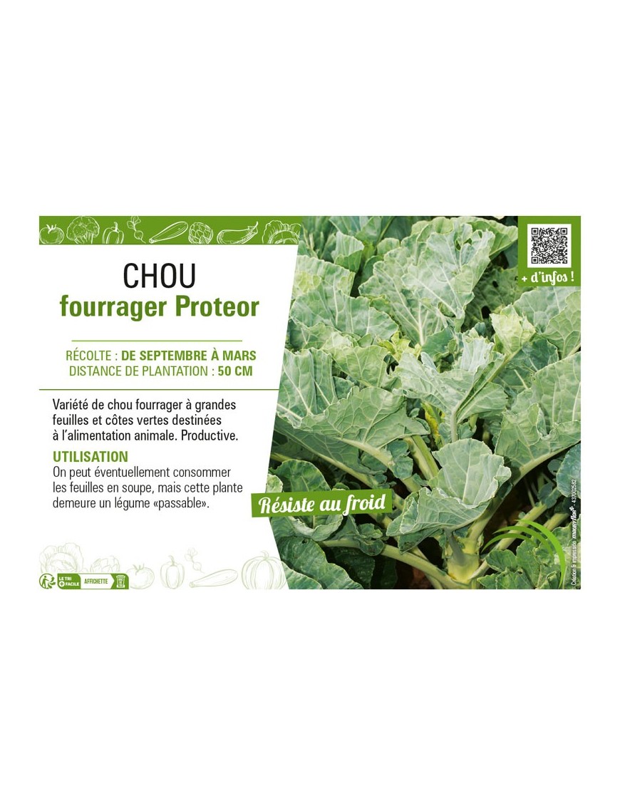 CHOU FOURRAGER PROTEOR