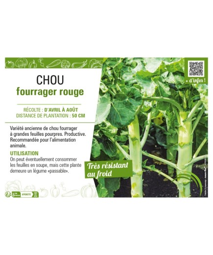 CHOU FOURRAGER ROUGE