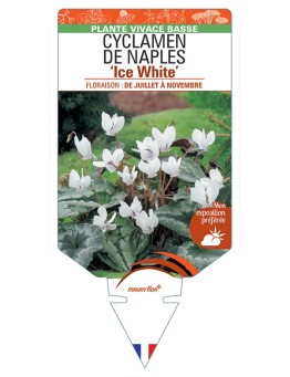 CYCLAMEN DE NAPLES Ice White