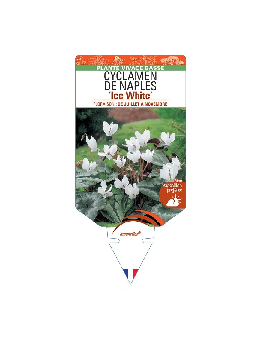CYCLAMEN DE NAPLES Ice White