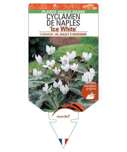 CYCLAMEN DE NAPLES Ice White