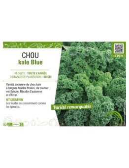 CHOU KALE BLUE