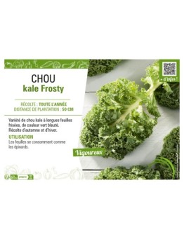 CHOU KALE FROSTY