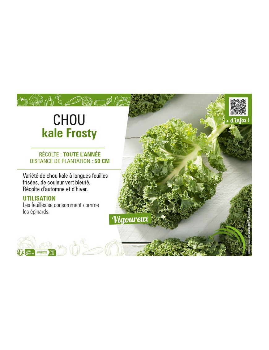 CHOU KALE FROSTY