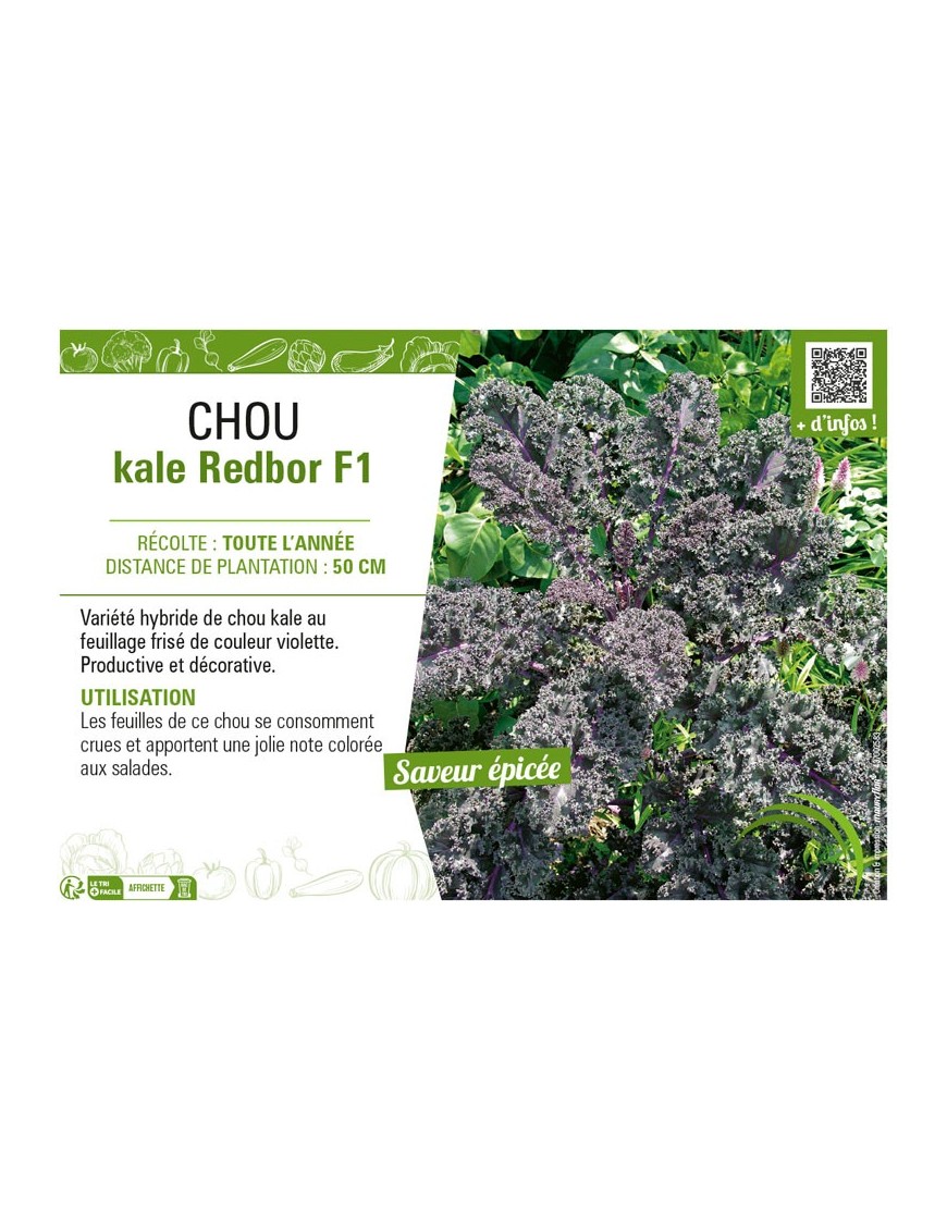 CHOU KALE REDBOR F1