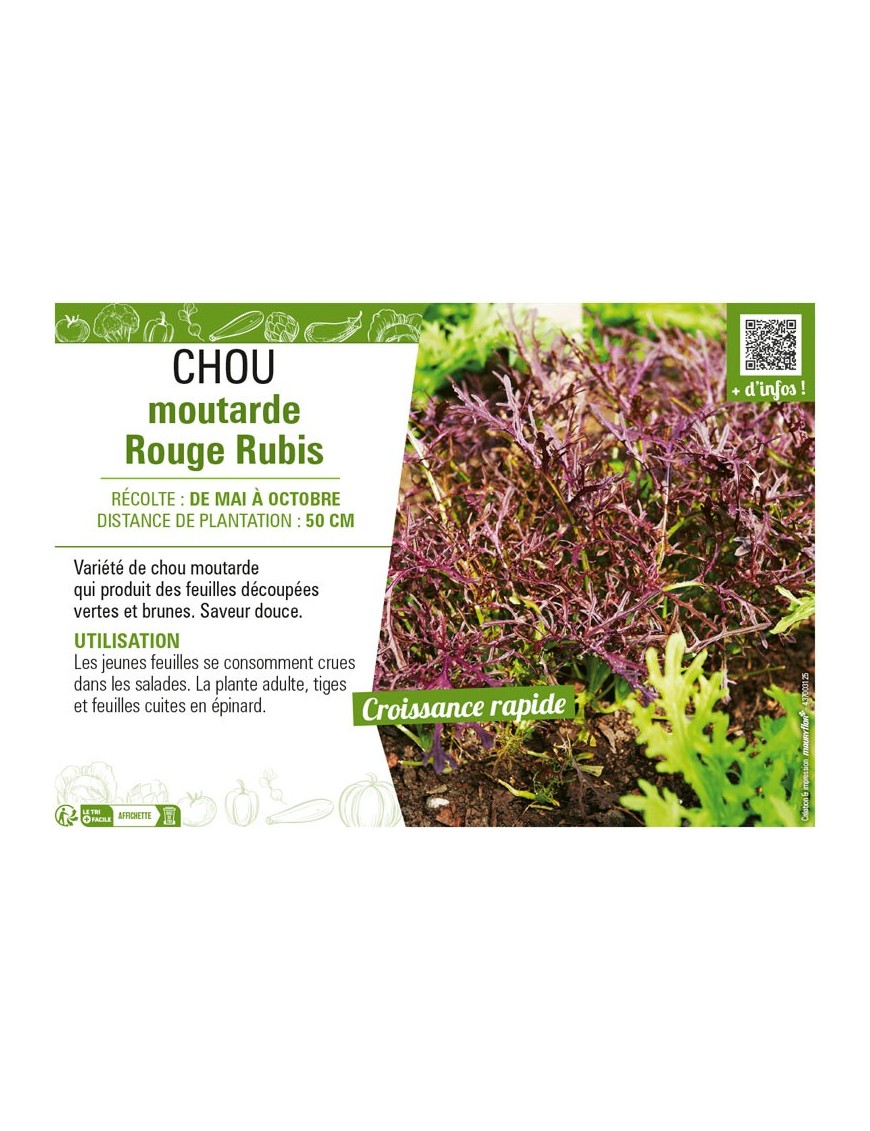 CHOU MOUTARDE ROUGE RUBIS