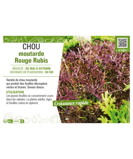 CHOU MOUTARDE ROUGE RUBIS