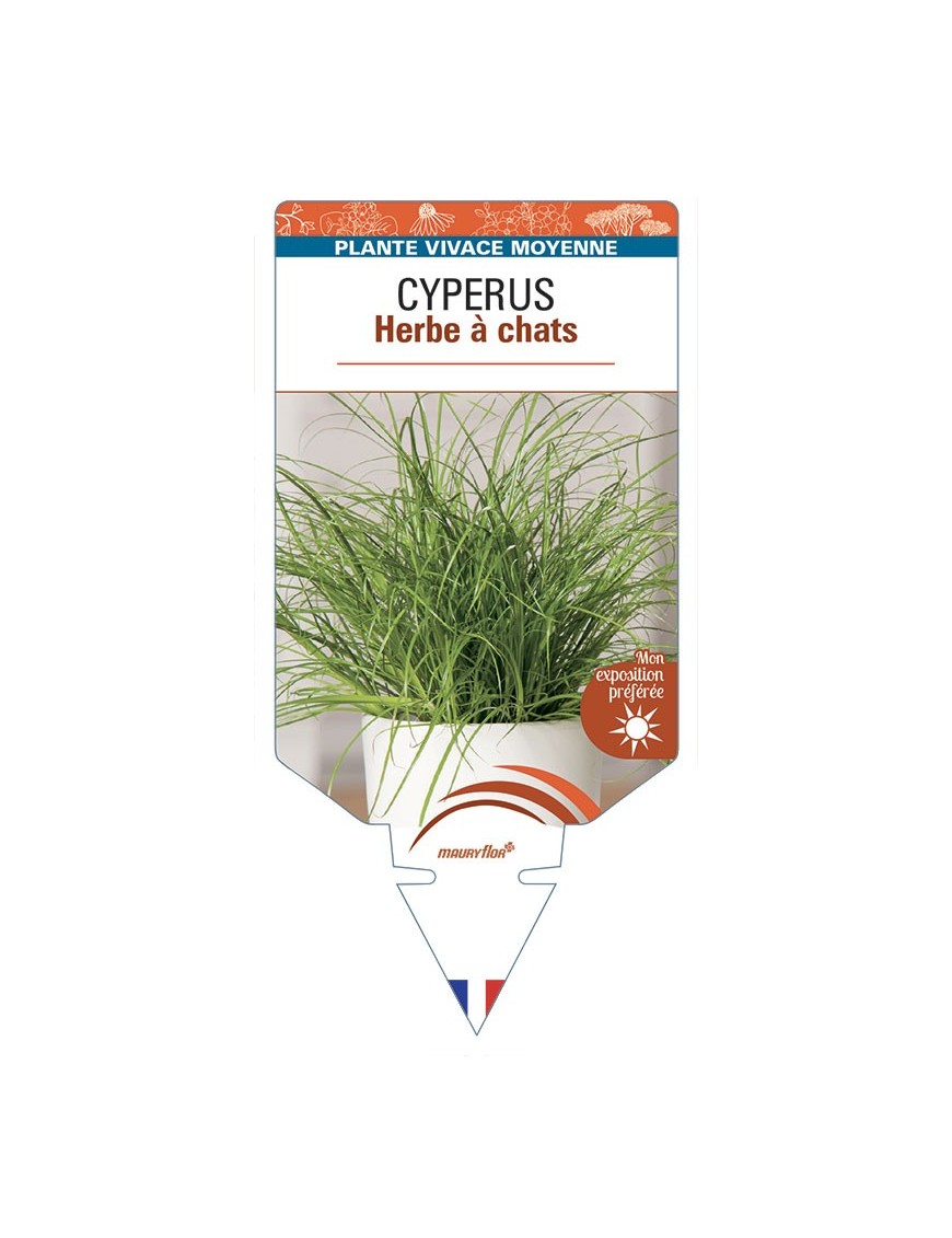 CYPERUS Herbe à chats
