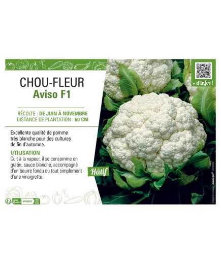 CHOU-FLEUR AVISO F1