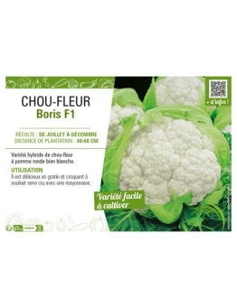 CHOU-FLEUR BORIS F1