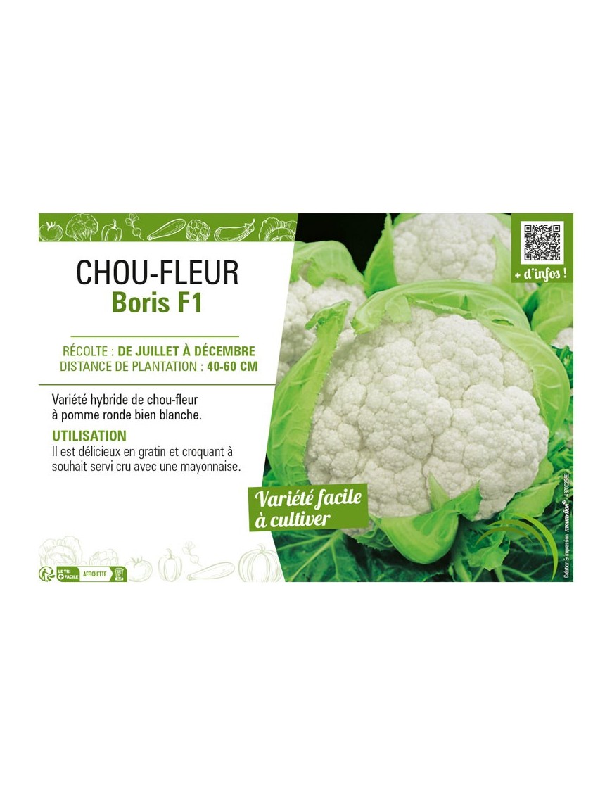 CHOU-FLEUR BORIS F1