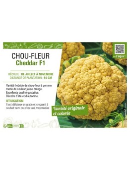 CHOU-FLEUR CHEDDAR F1