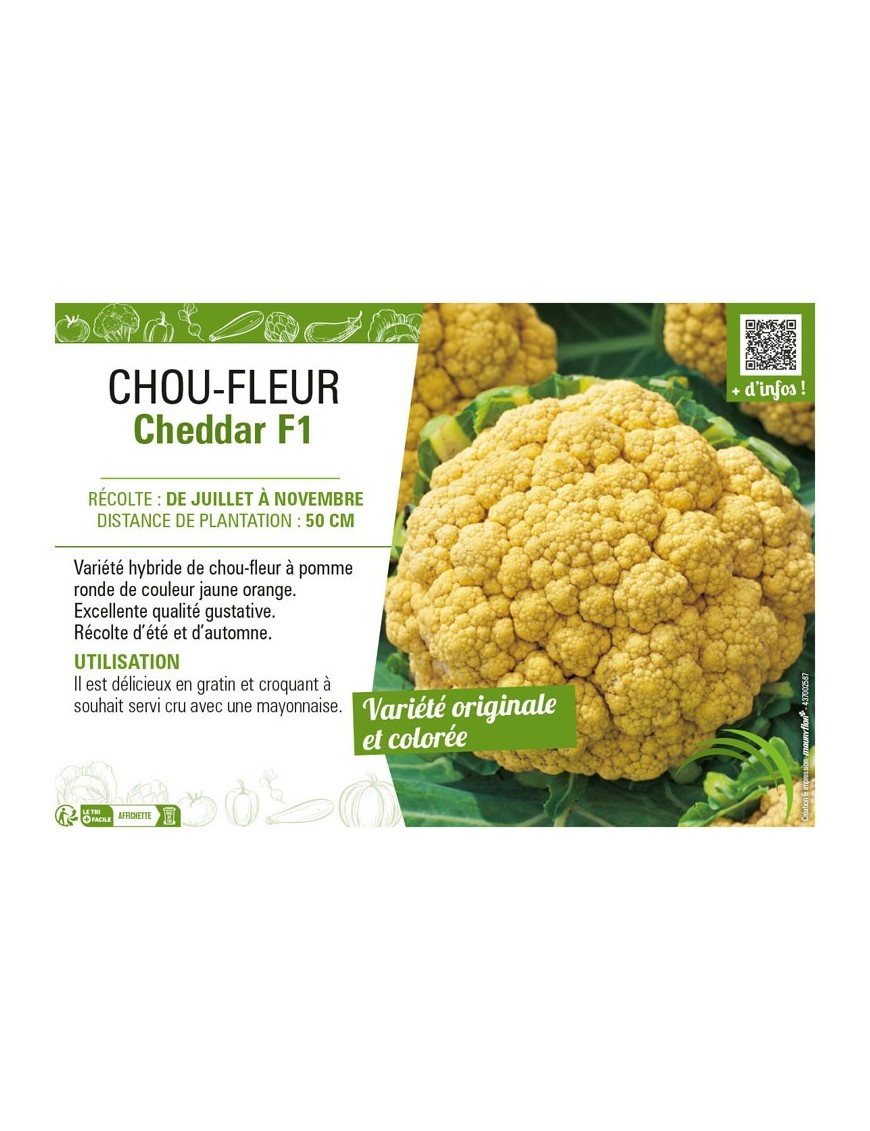 CHOU-FLEUR CHEDDAR F1