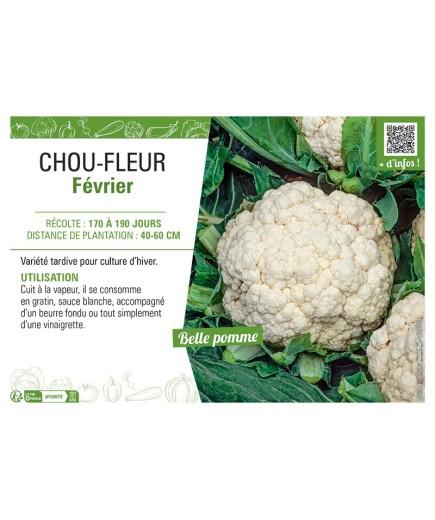 CHOU-FLEUR FEVRIER