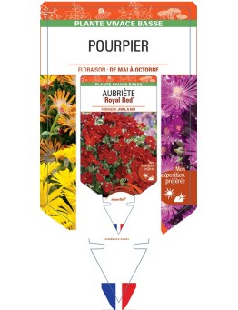 DELOSPERMA (varié) voir Pourpier