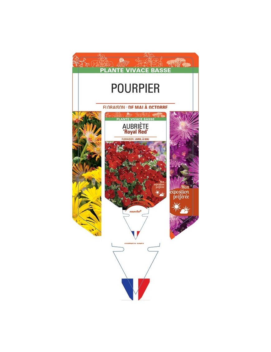 DELOSPERMA (varié) voir Pourpier