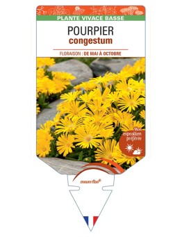 DELOSPERMA congestum voir Pourpier