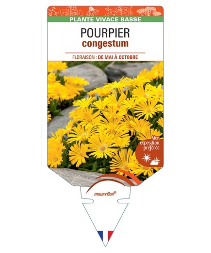 DELOSPERMA congestum voir Pourpier