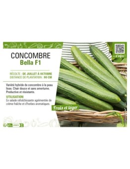 CONCOMBRE BELLA F1