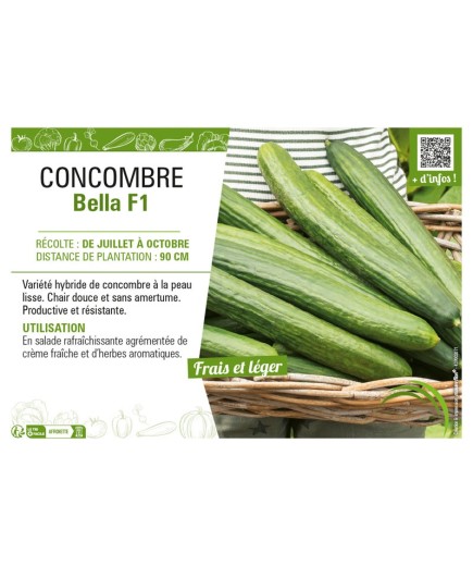 CONCOMBRE BELLA F1