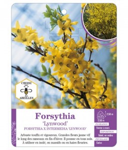FORSYTHIA X INTERMEDIA  'LYNWOOD'