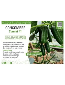 CONCOMBRE CUMINI F1