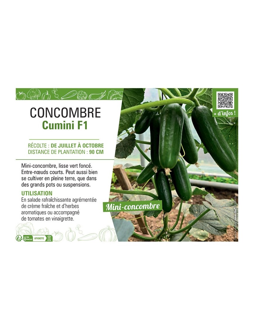 CONCOMBRE CUMINI F1